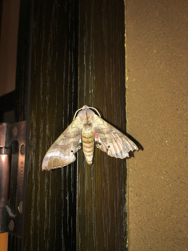 Marumba gaschkewitschii