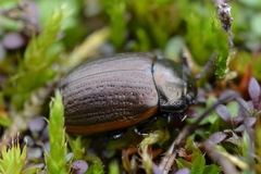 Chrysolina marginata