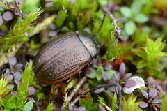 Chrysolina marginata