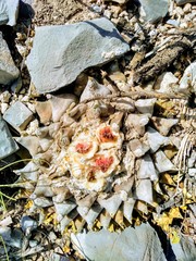 Ariocarpus retusus retusus