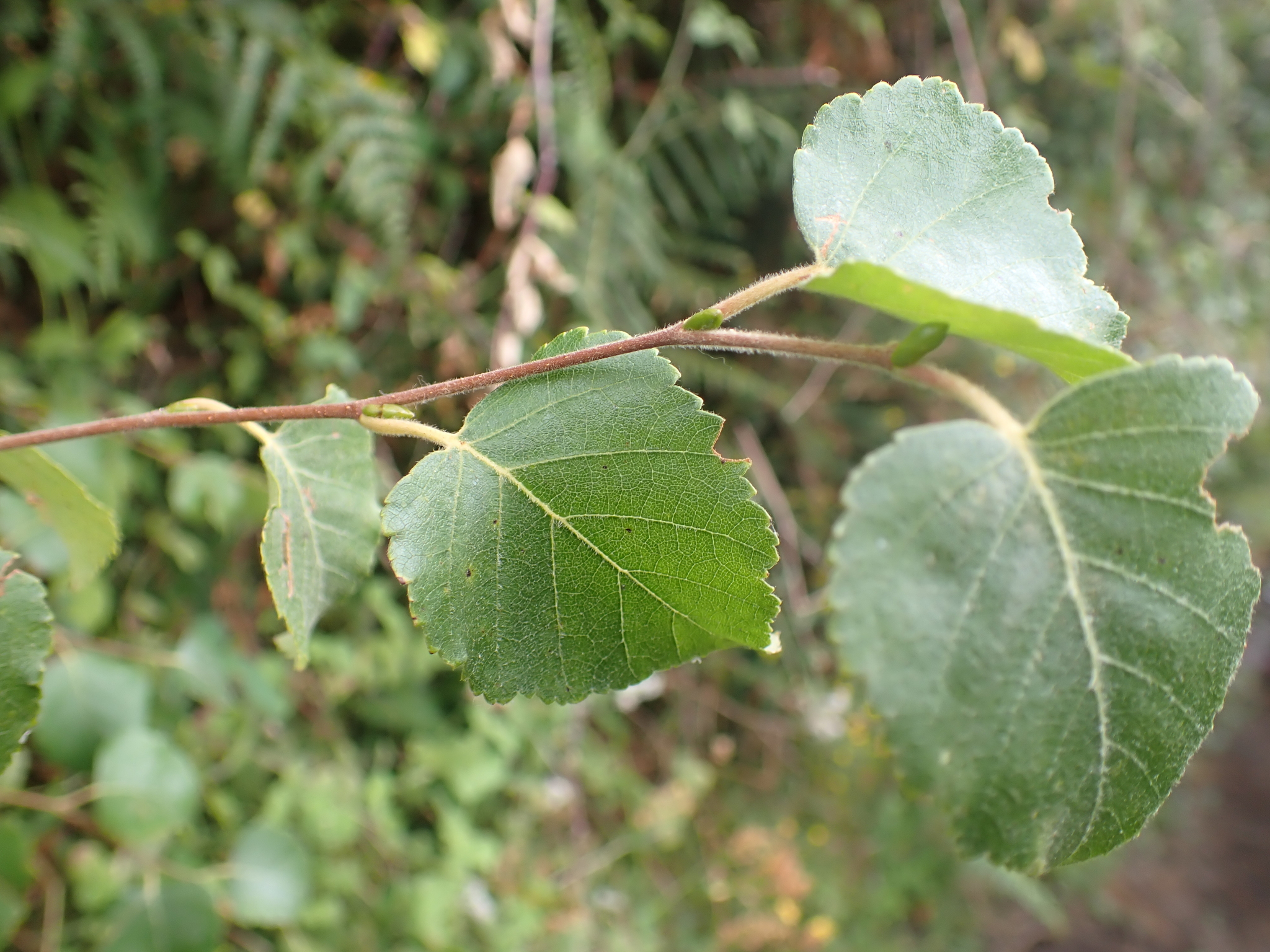 Iberian White Birch (Betula celtiberica)