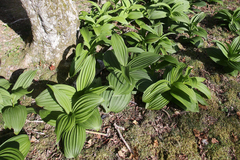 Veratrum oxysepalum