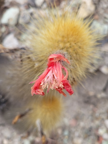 Borzicactus icosagonus