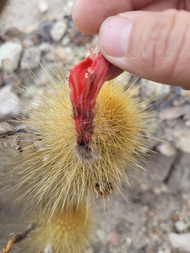Borzicactus icosagonus