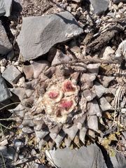 Ariocarpus retusus retusus