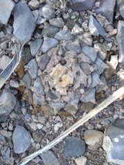 Ariocarpus retusus retusus