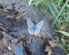 Icaricia lupini texanus