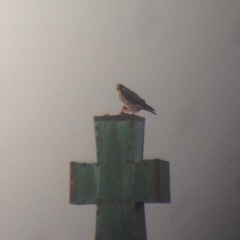Falco peregrinus