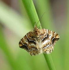 Enchoria lacteata