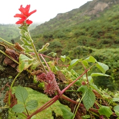 Tourrettia lappacea