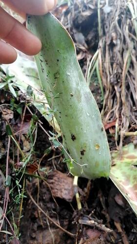 Agave guttata