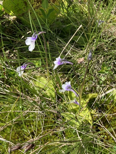 Pinguicula balcanica