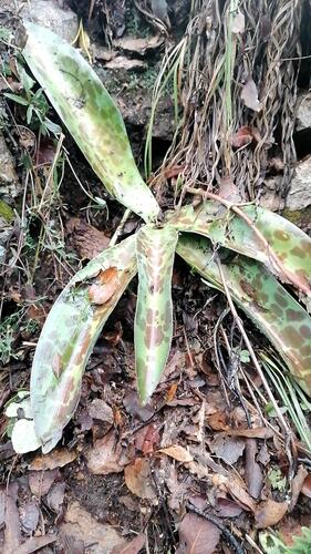 Agave guttata
