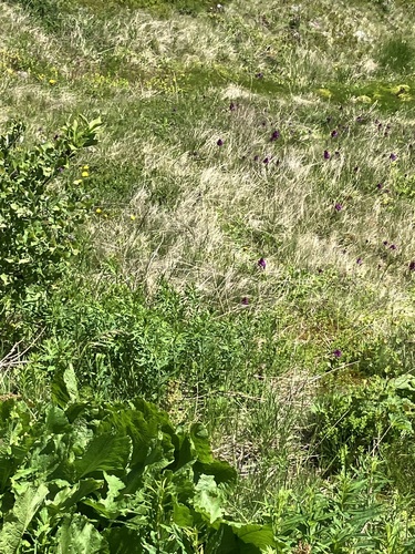 Heart Shaped Lip Dactylorhiza (Dactylorhiza cordigera)