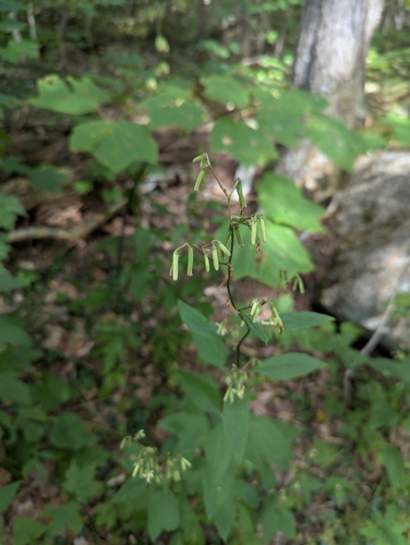 Mount Tremont Trail