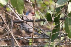 Urocolius macrourus