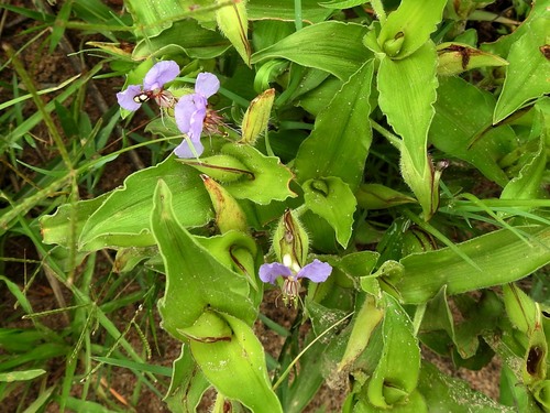 Commelina schweinfurthii
