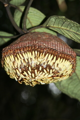 Apoica pallens