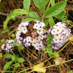 Heliotropium arborescens
