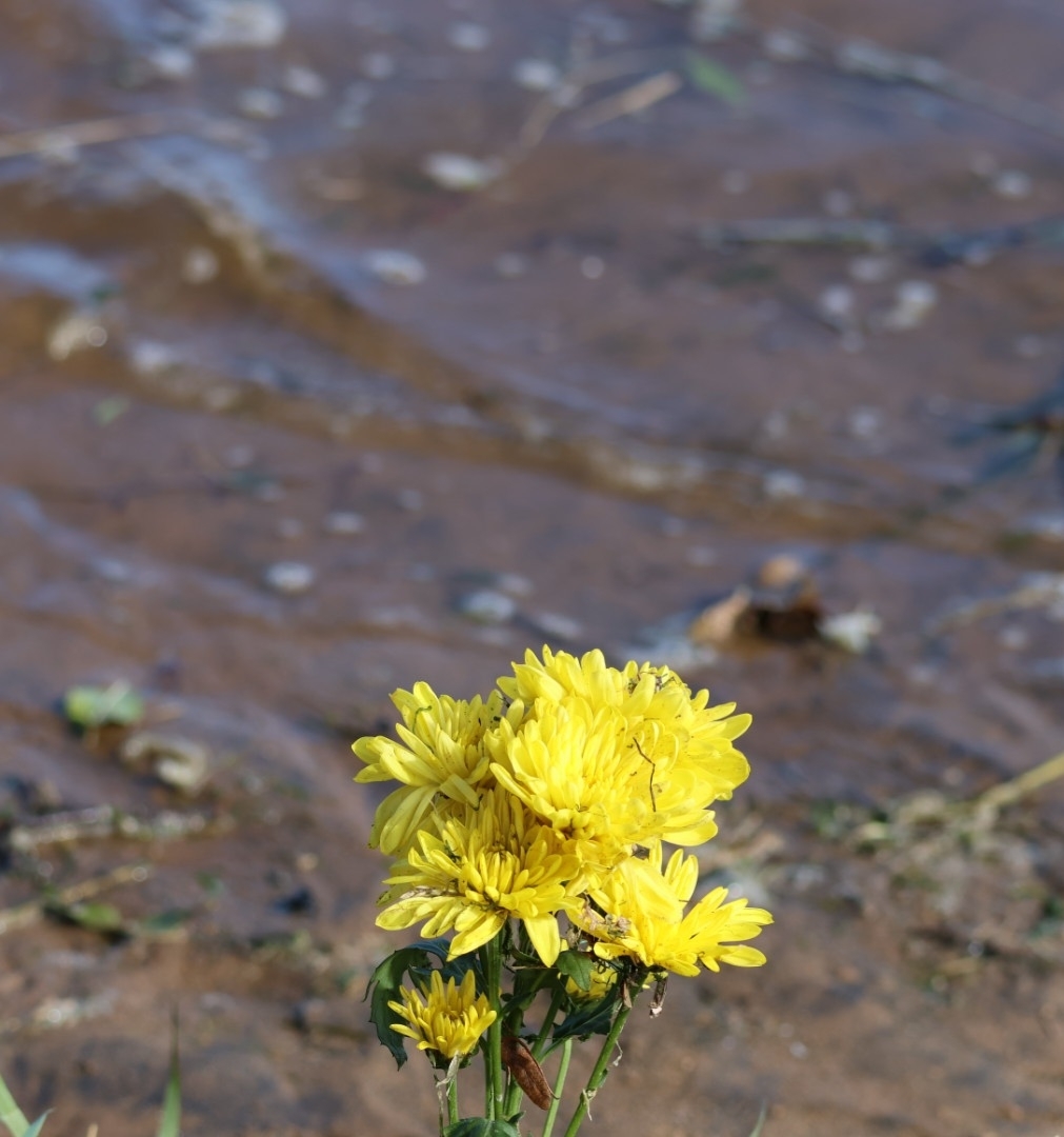 Common Chrysanthemum (Chrysanthemum ×)