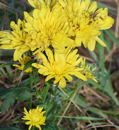 Chrysanthemum × morifolium, photograph 2