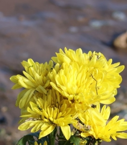 Chrysanthemum × morifolium, photograph 3