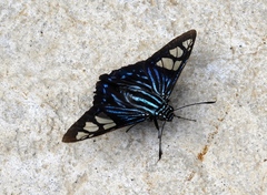 Phocides belus
