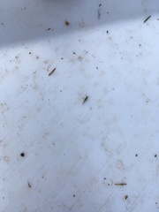Aphyopsocus prolixus