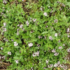Heliotropium arborescens