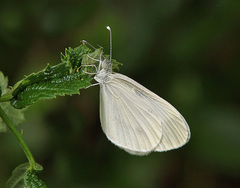 Leptidea sinapis