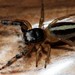 Short-bellied Slender Jumping Spider - Photo (c) George Keller, some rights reserved (CC BY-NC), uploaded by George Keller
