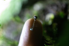 Arachnocampa luminosa