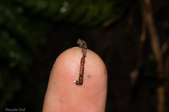 Arachnocampa luminosa