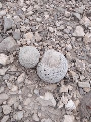 Mammillaria lasiacantha