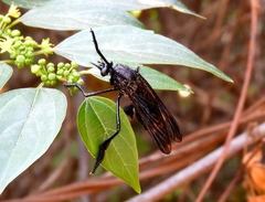 Pseudorus distendens