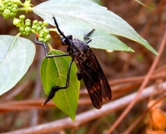 Pseudorus distendens