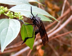 Pseudorus distendens