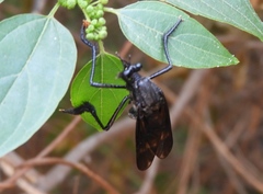 Pseudorus distendens