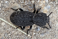 Phloeodes diabolicus