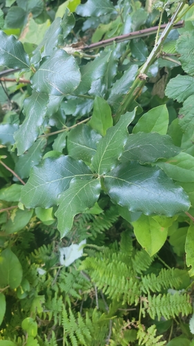 Garrya elliptica