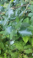 Garrya elliptica