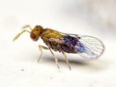 Oligositinae