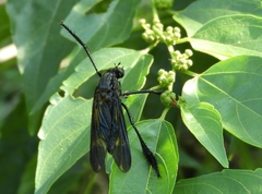Pseudorus distendens