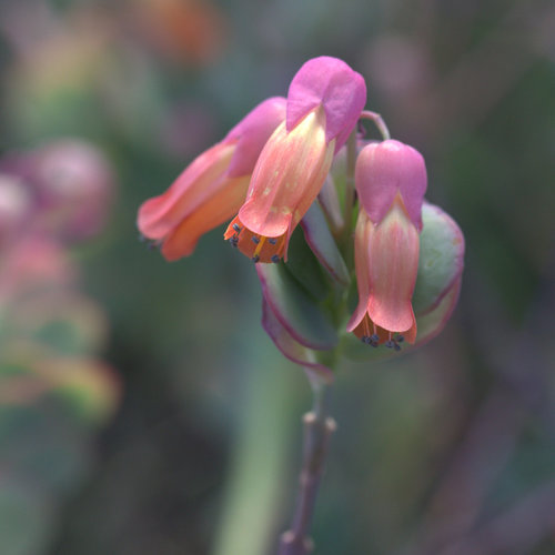 Kalanchoe marnieriana