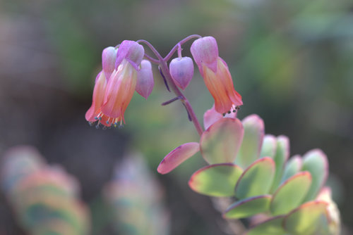 Kalanchoe marnieriana