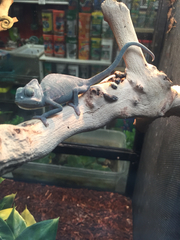 Chamaeleo calyptratus