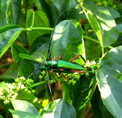 Plinthocoelium chilense