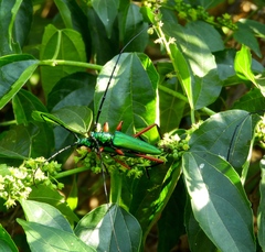 Plinthocoelium chilense