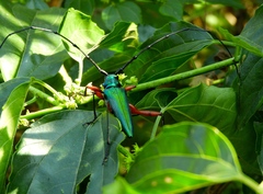 Plinthocoelium chilense