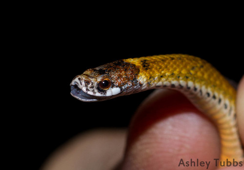 Red-bellied Snake